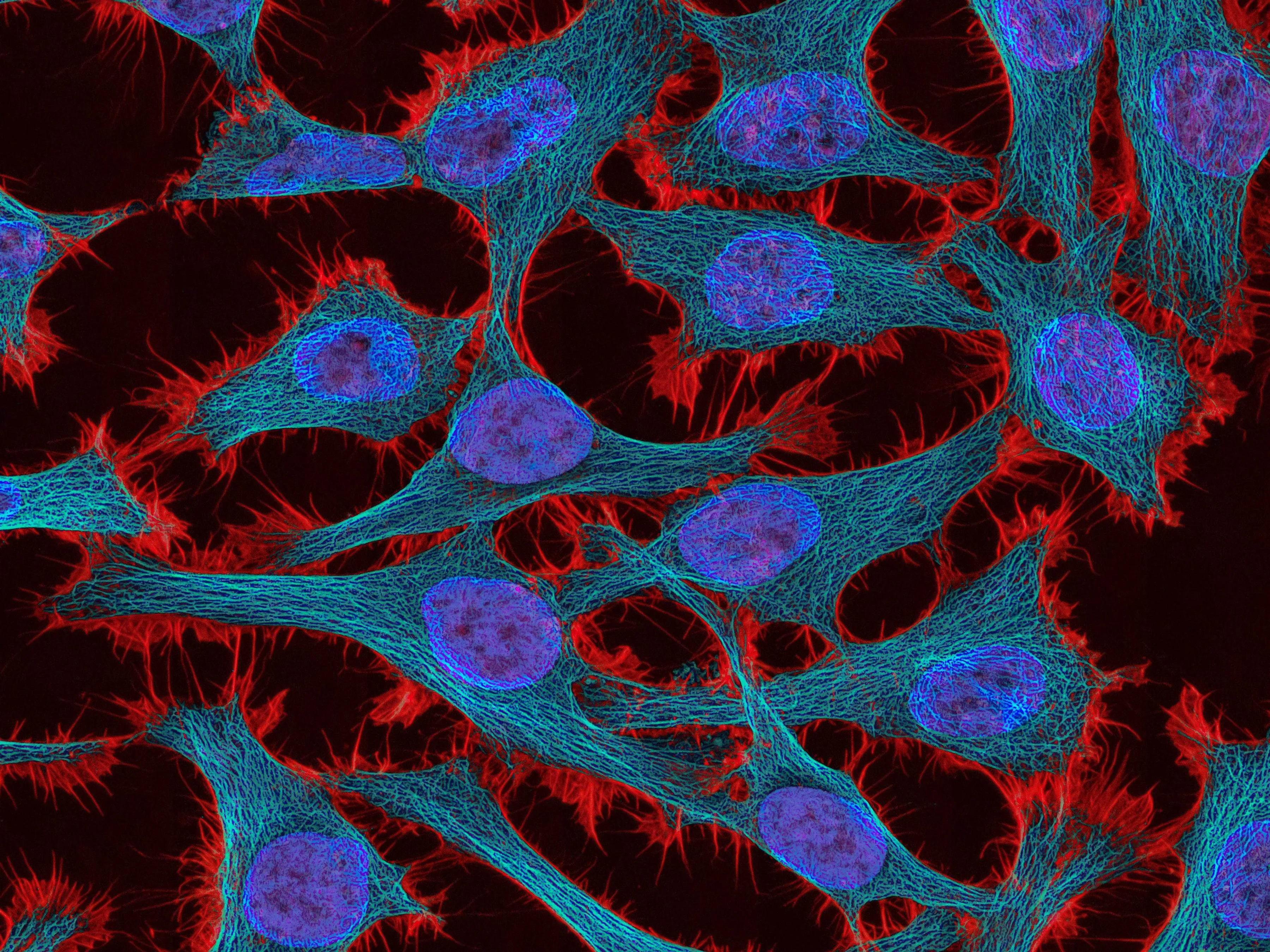 Imagen de microscopía de fluorescencia de un grupo de células: los núcleos en azul violeta, el citoesqueleto en una red de filamentos turquesa y los bordes de cada célula en rojo sobre fondo oscuro.
